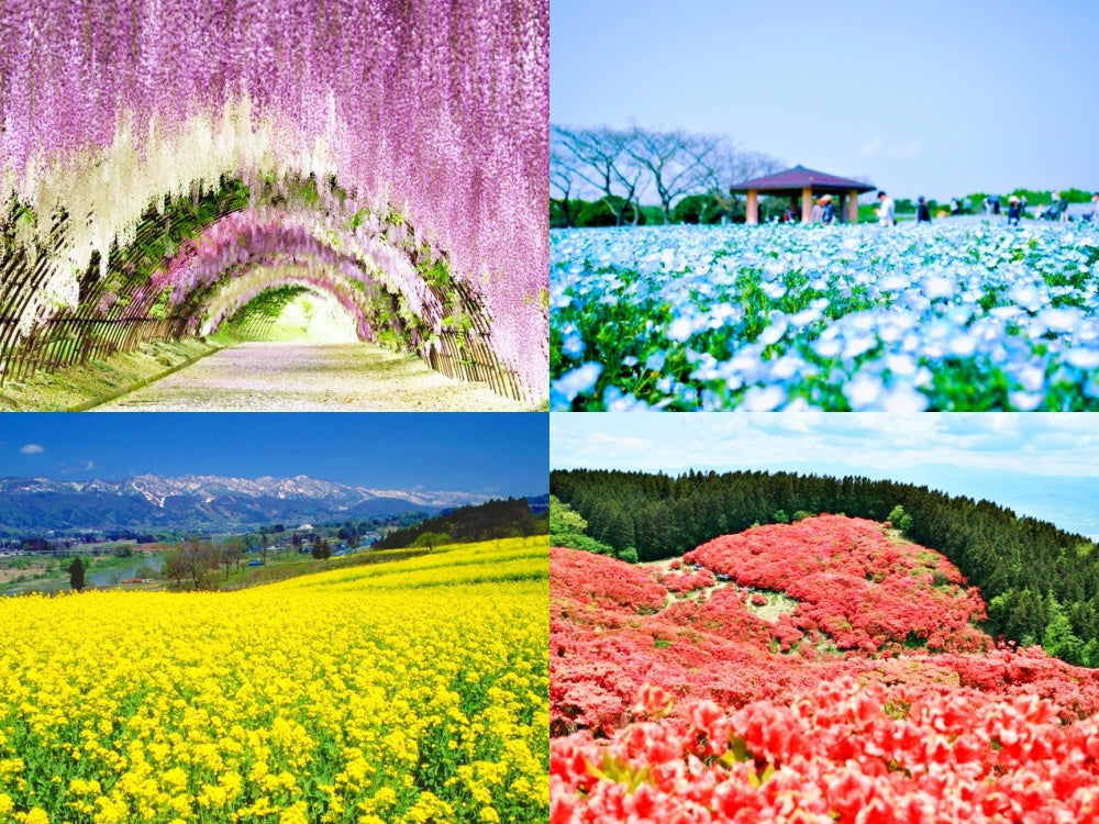 Spring Beginnings: 6 Seasonal Flowers Other Than Sakura – JAPAN RAIL CLUB