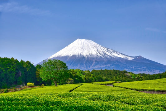 Mount Fuji with tea plantation in the foreground